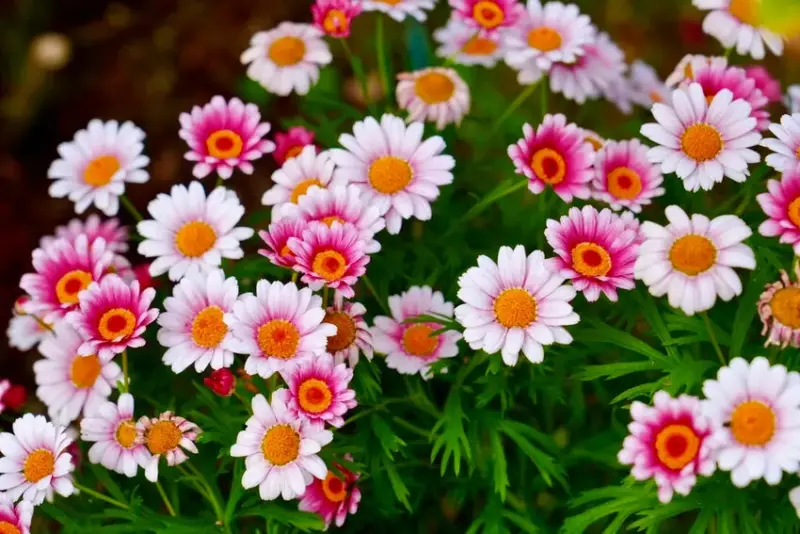 2025台北玫瑰展3/14登場「見證玫好」，台北玫瑰園500