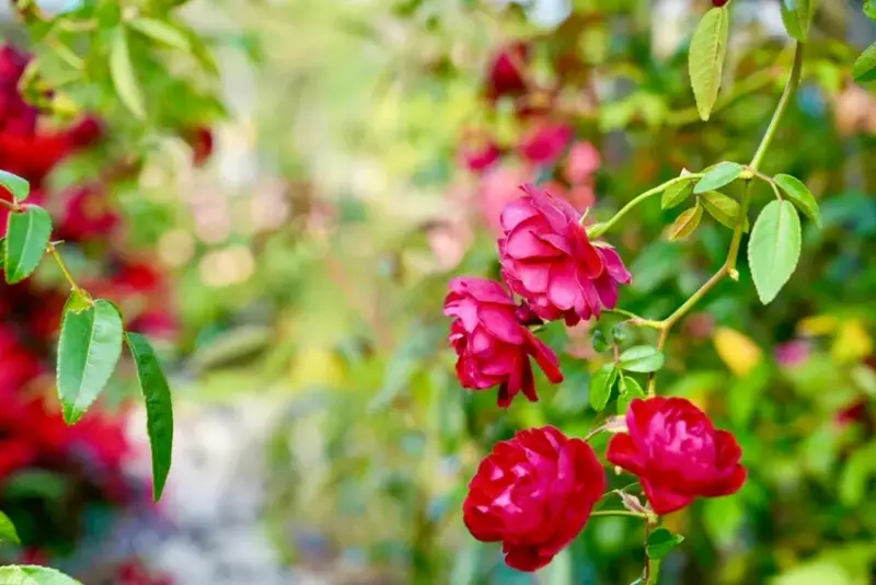 2025台北玫瑰展3/14登場「見證玫好」，台北玫瑰園500