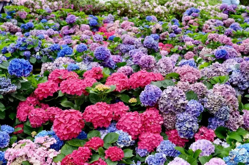 台北市區免費賞花「2025大安森公園繡球花季」，2000株繡