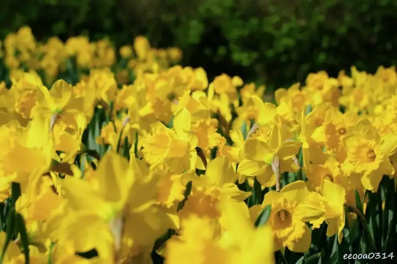 陽明山賞花，「湖山綠地」9000株水仙花齊綻放，浪漫金黃色花