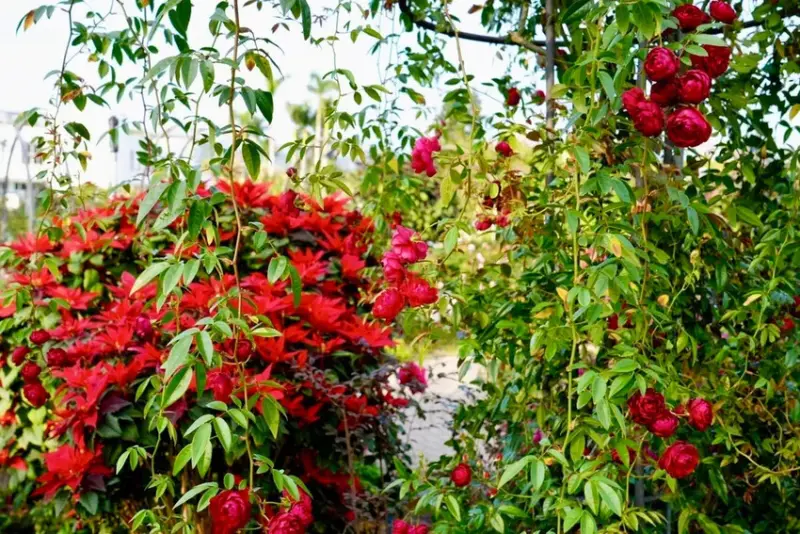 2025台北玫瑰展3/14登場「見證玫好」，台北玫瑰園500