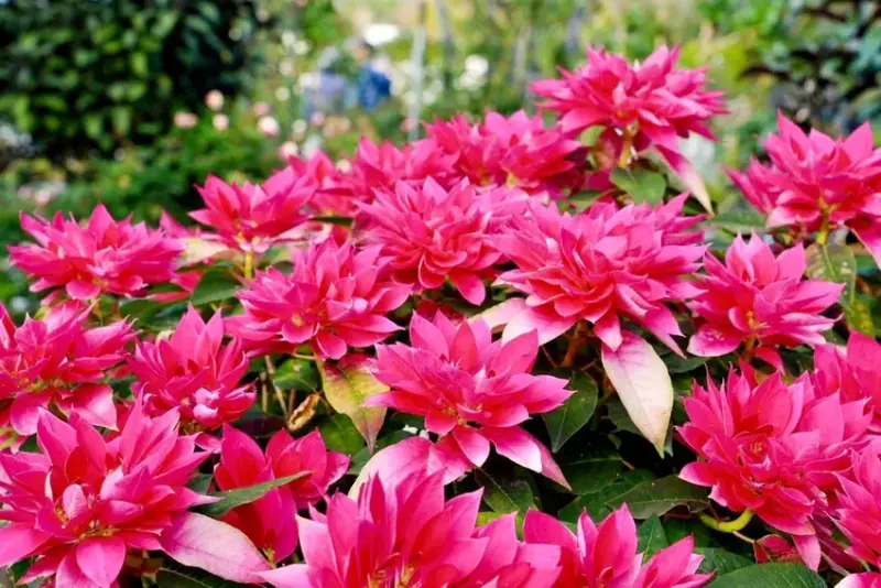 2025台北玫瑰展3/14登場「見證玫好」，台北玫瑰園500