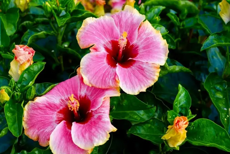 2025台北玫瑰展3/14登場「見證玫好」，台北玫瑰園500