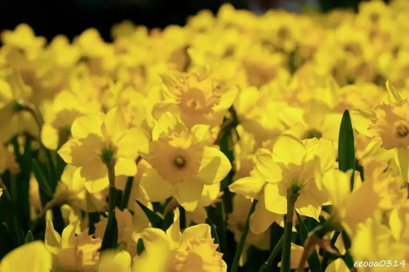 陽明山賞花，「湖山綠地」9000株水仙花齊綻放，浪漫金黃色花