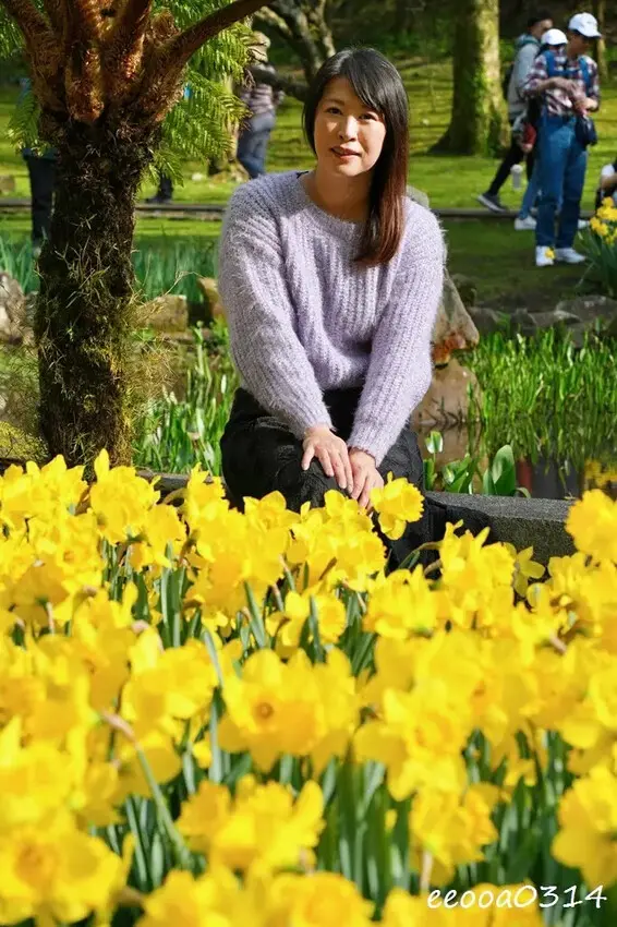 陽明山賞花，「湖山綠地」9000株水仙花齊綻放，浪漫金黃色花