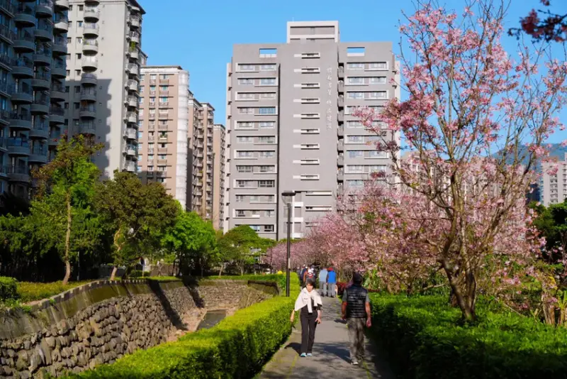 台北賞櫻花走步道「北投子溪櫻花生態步道」，漫步吉野櫻步道，輕