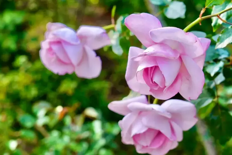 2025台北玫瑰展3/14登場「見證玫好」，台北玫瑰園500