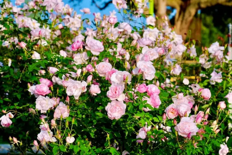 2025台北玫瑰展3/14登場「見證玫好」，台北玫瑰園500