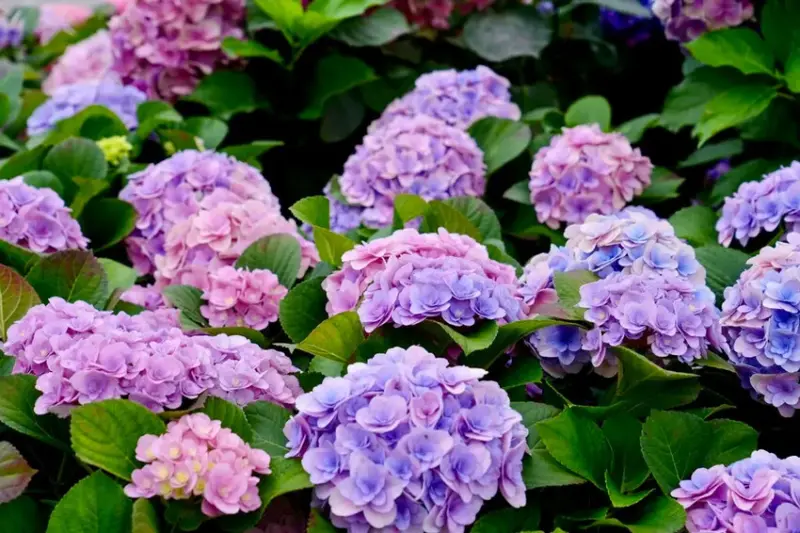 台北市區免費賞花「2025大安森公園繡球花季」，2000株繡