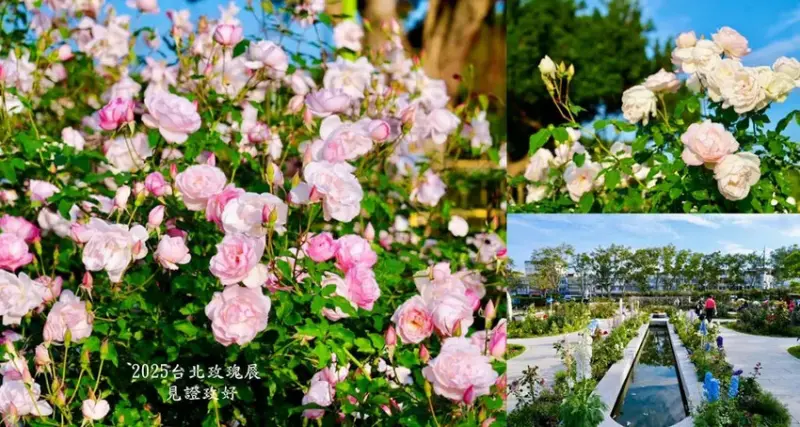 2025台北玫瑰展3/14登場「見證玫好」，台北玫瑰園500