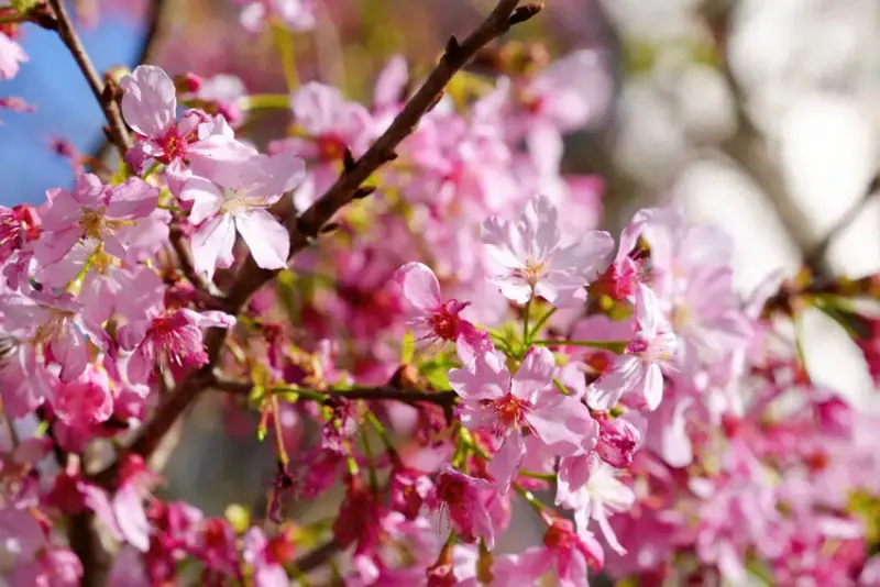 台北賞櫻花走步道「北投子溪櫻花生態步道」，漫步吉野櫻步道，輕