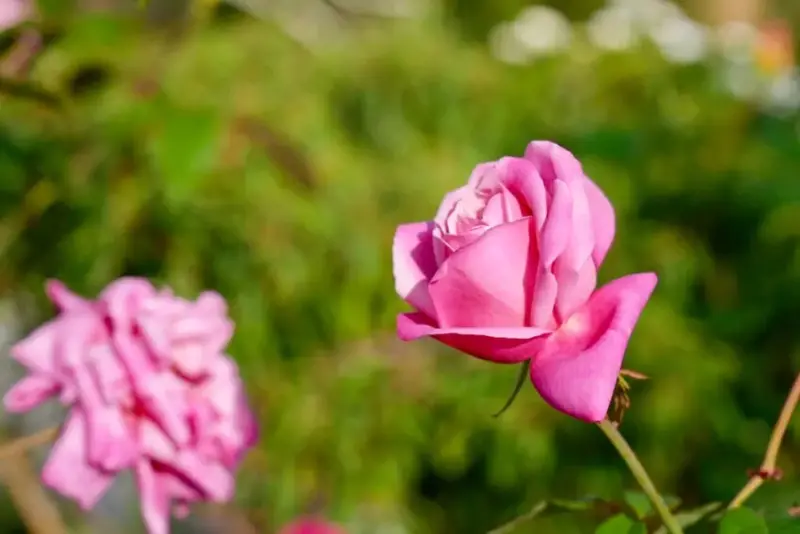 2025台北玫瑰展3/14登場「見證玫好」，台北玫瑰園500