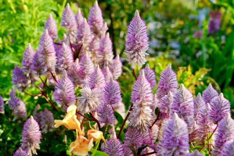 2025台北玫瑰展3/14登場「見證玫好」，台北玫瑰園500