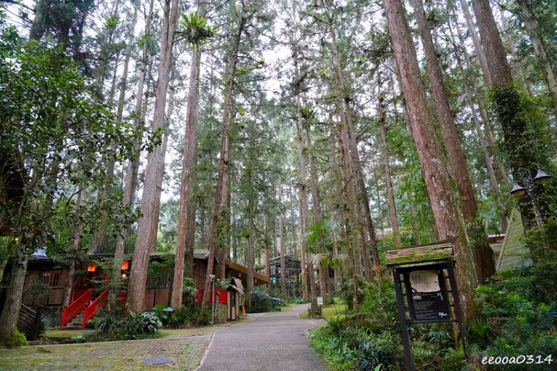 南投鹿谷「溪頭妖怪村」，咬人貓麵包、松林町日式特色商店街!