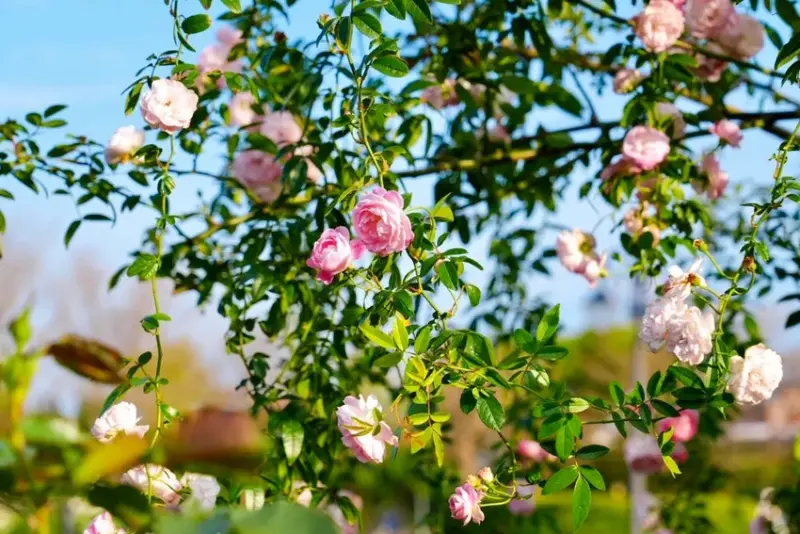 2025台北玫瑰展3/14登場「見證玫好」，台北玫瑰園500