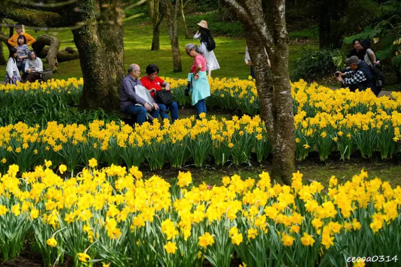 陽明山賞花，「湖山綠地」9000株水仙花齊綻放，浪漫金黃色花