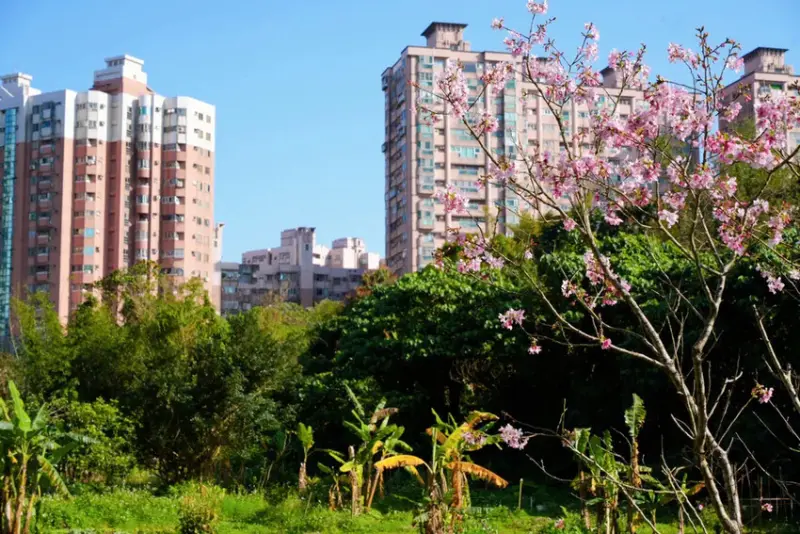 台北賞櫻花走步道「北投子溪櫻花生態步道」，漫步吉野櫻步道，輕