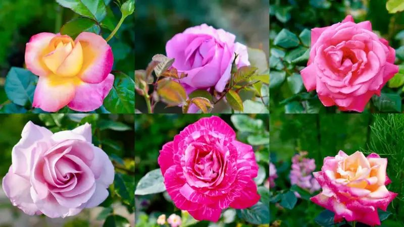 2025台北玫瑰展3/14登場「見證玫好」，台北玫瑰園500