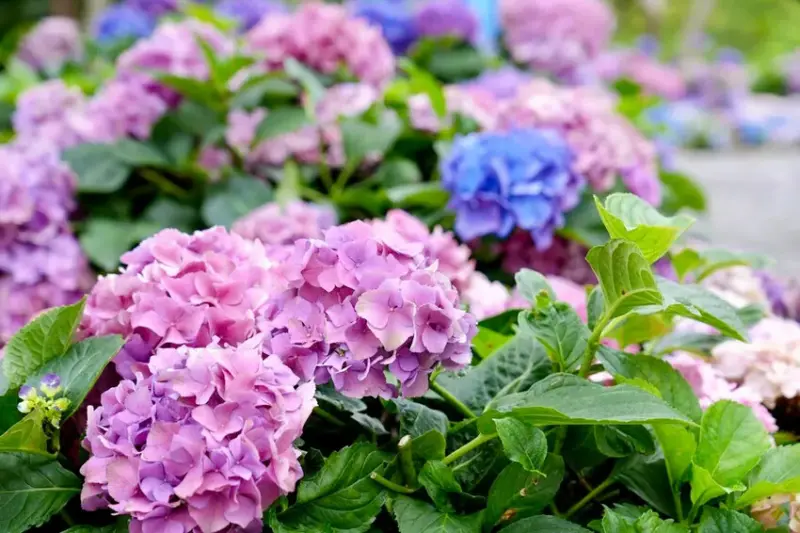 台北市區免費賞花「2025大安森公園繡球花季」，2000株繡