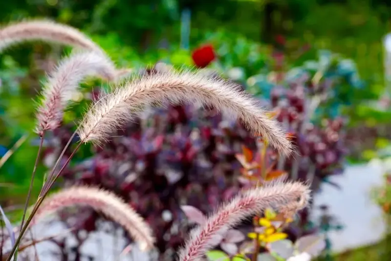 2025台北玫瑰展3/14登場「見證玫好」，台北玫瑰園500