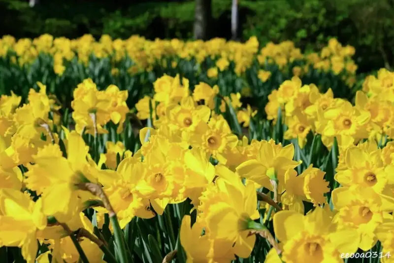 陽明山賞花，「湖山綠地」9000株水仙花齊綻放，浪漫金黃色花