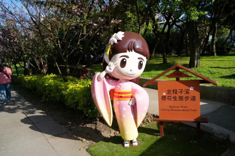 台北賞櫻花走步道「北投子溪櫻花生態步道」，漫步吉野櫻步道，輕