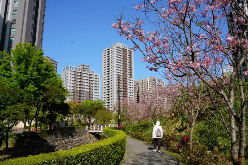 台北賞櫻花走步道「北投子溪櫻花生態步道」，漫步吉野櫻步道，輕
