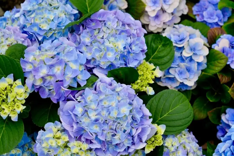 台北市區免費賞花「2025大安森公園繡球花季」，2000株繡