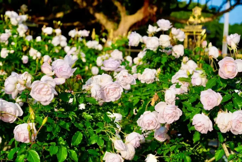 2025台北玫瑰展3/14登場「見證玫好」，台北玫瑰園500