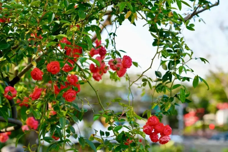 2025台北玫瑰展3/14登場「見證玫好」，台北玫瑰園500