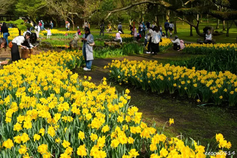 陽明山賞花，「湖山綠地」9000株水仙花齊綻放，浪漫金黃色花