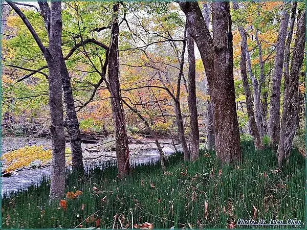 《日本之旅》2024/10/28-日本之旅第三部曲-奧入瀬溪
