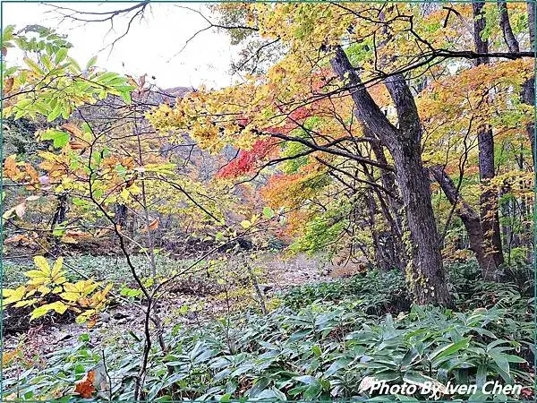 《日本之旅》2024/10/28-日本之旅第三部曲-奧入瀬溪