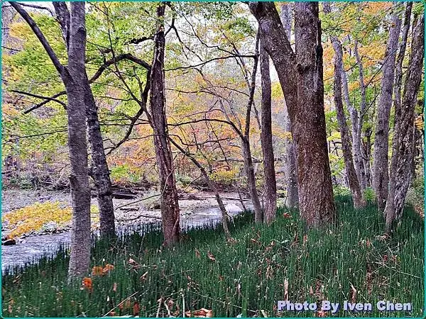 《日本之旅》2024/10/29-日本之旅第三部曲-奧入瀬溪