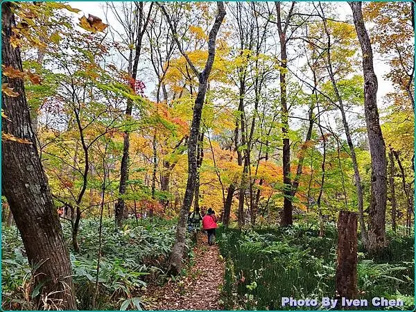 《日本之旅》2024/10/29-日本之旅第三部曲-奧入瀬溪