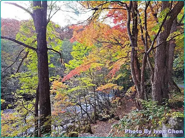 《日本之旅》2024/10/29-日本之旅第三部曲-奧入瀬溪