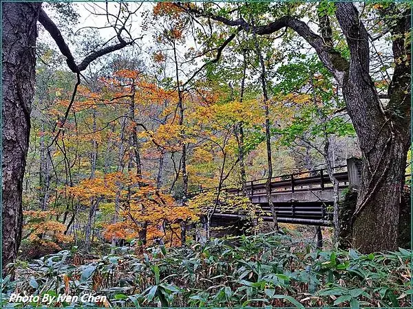 《日本之旅》2024/10/29-日本之旅第三部曲-奧入瀬溪