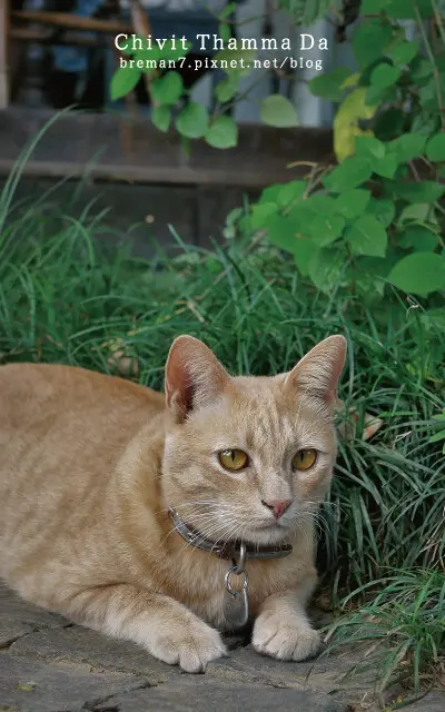 ChivitThammaDacoffeehouse-22