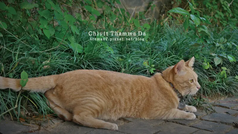 ChivitThammaDacoffeehouse-21