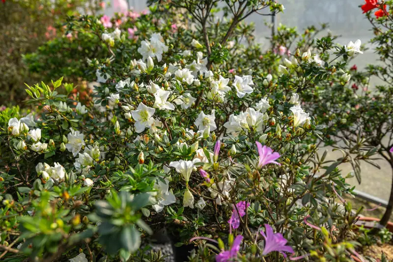 2025萬金杜鵑花展．一起出花｜2025新北景點｜萬里景點推薦