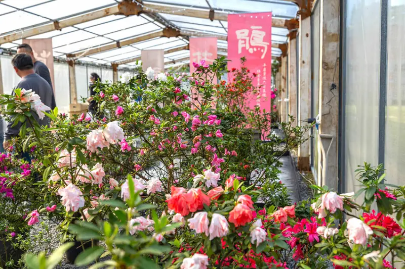 2025萬金杜鵑花展．一起出花｜2025新北景點｜萬里景點推薦