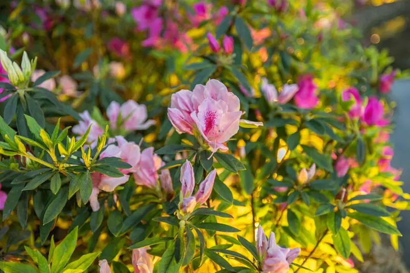 2025萬金杜鵑花展．一起出花｜2025新北景點｜萬里景點推薦