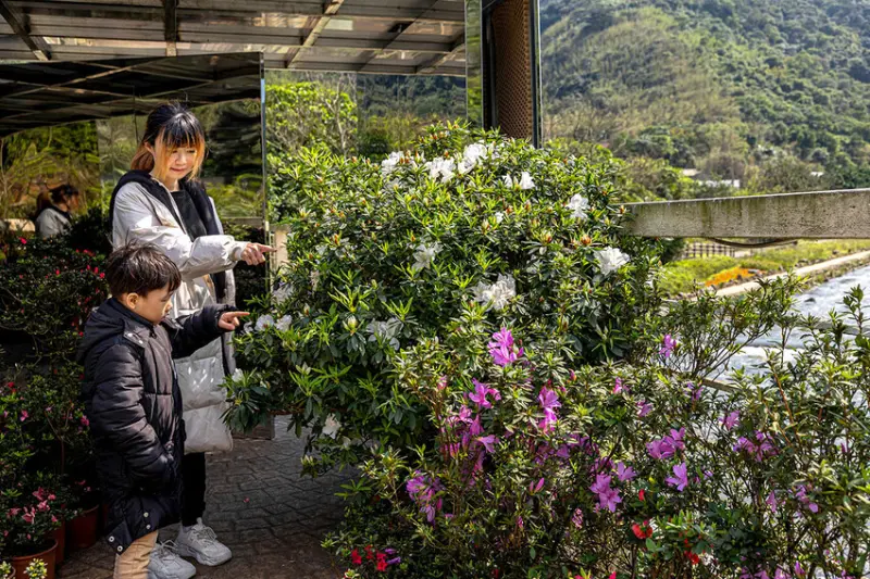 2025萬金杜鵑花展．一起出花｜2025新北景點｜萬里景點推薦