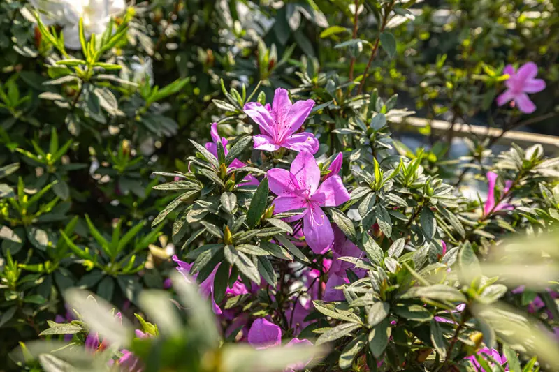 2025萬金杜鵑花展．一起出花｜2025新北景點｜萬里景點推薦