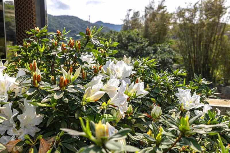 2025萬金杜鵑花展．一起出花｜2025新北景點｜萬里景點推薦