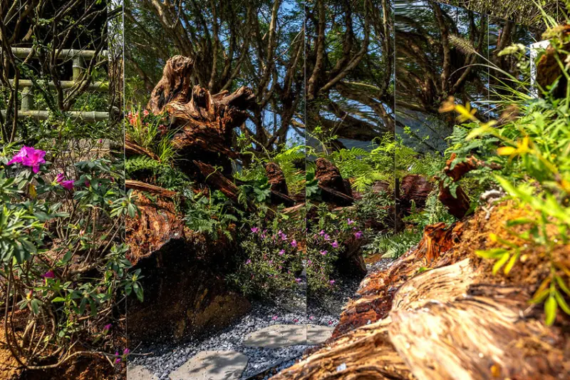 2025萬金杜鵑花展．一起出花｜2025新北景點｜萬里景點推薦