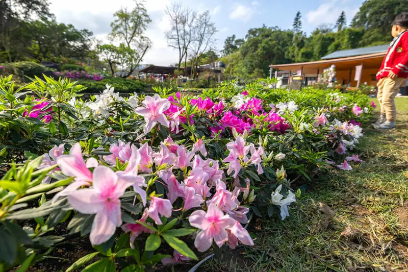 2025萬金杜鵑花展．一起出花｜2025新北景點｜萬里景點推薦