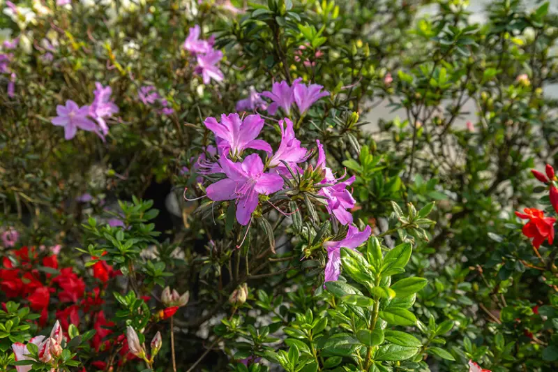 2025萬金杜鵑花展．一起出花｜2025新北景點｜萬里景點推薦