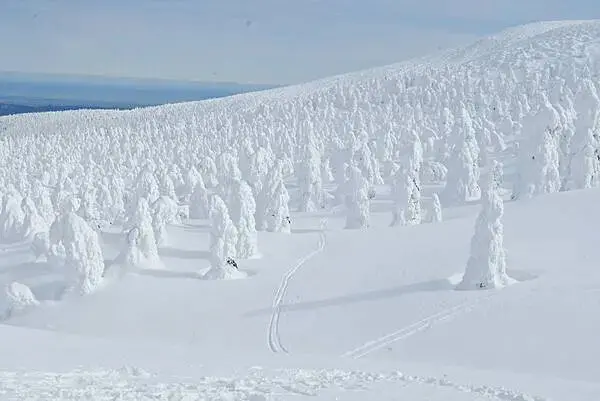 [日本藏王]冬季限定藝術大自然神秘奇景。百萬雪怪出沒~藏王樹