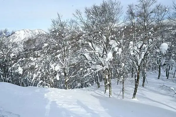 [日本藏王]冬季限定藝術大自然神秘奇景。百萬雪怪出沒~藏王樹